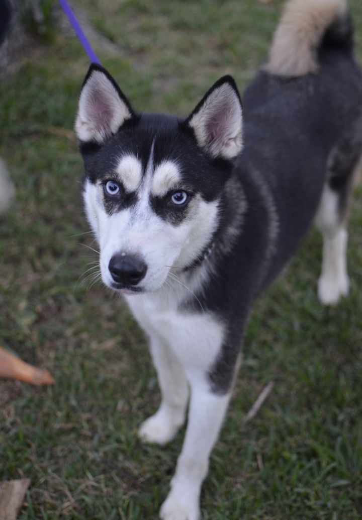Dog For Adoption Houdini A Siberian Husky Shiba Inu Mix