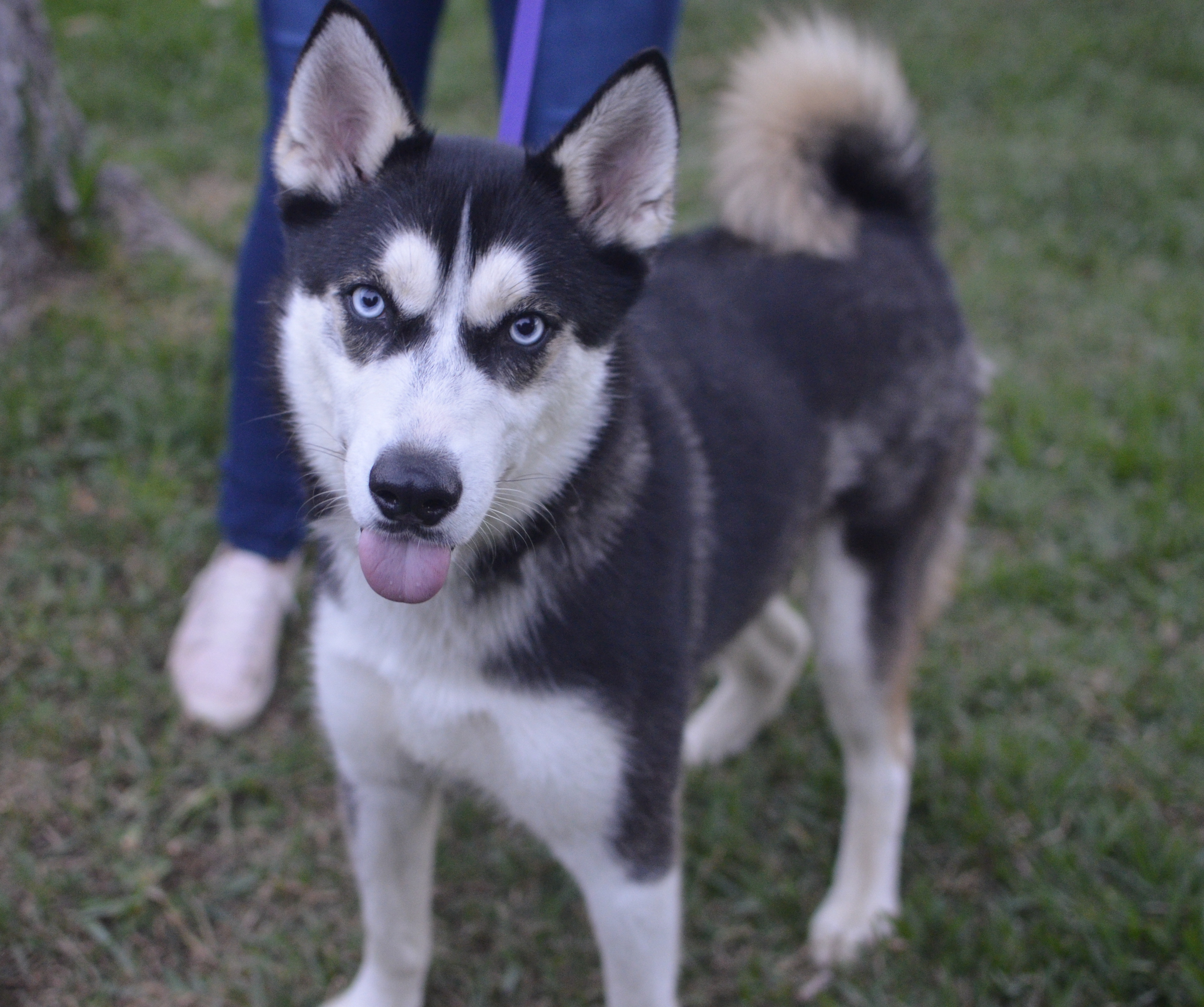 Dog For Adoption Houdini A Siberian Husky Shiba Inu Mix