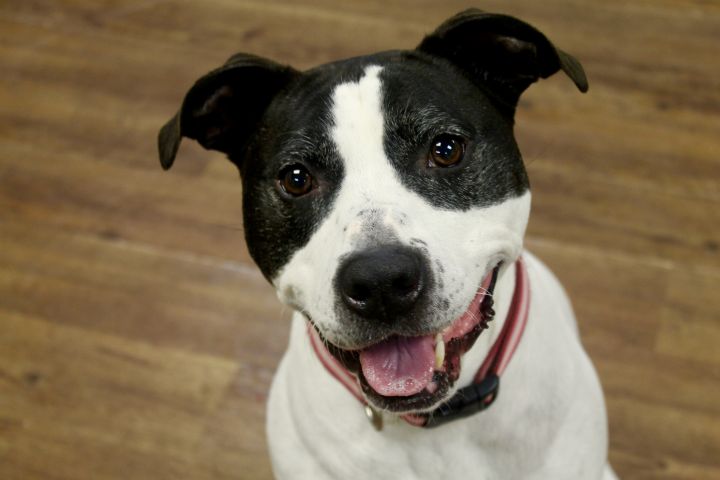 Olive, an adoptable Terrier Mix in Lake Odessa, MI