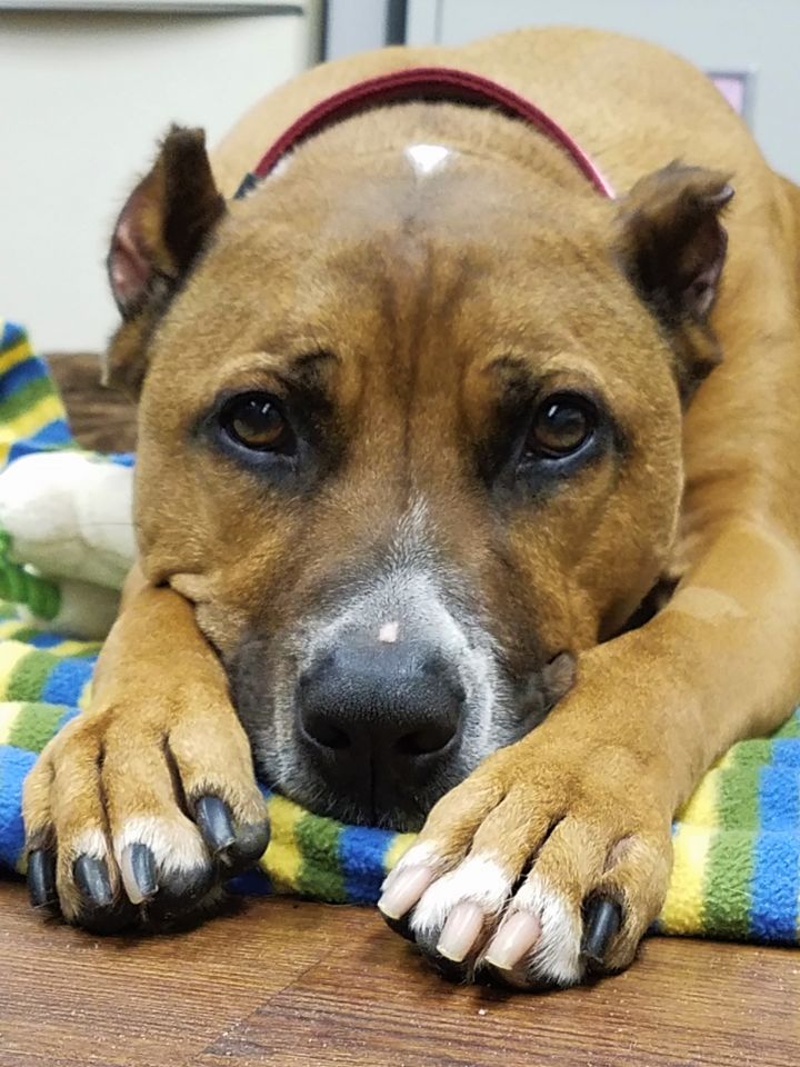 Willow, an adoptable Terrier & Boxer Mix in Lake Odessa, MI