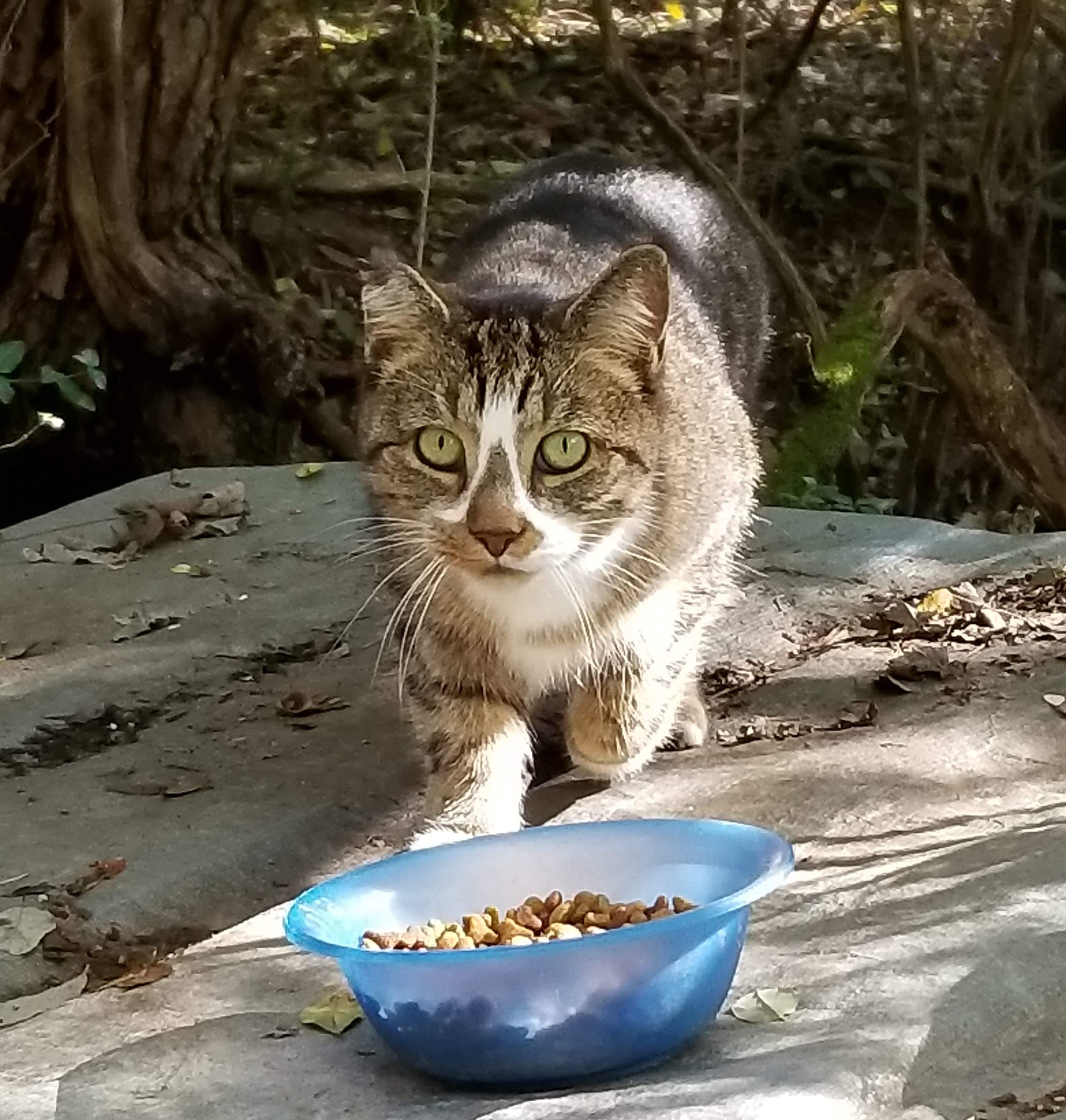 Barn Cats - Assorted colors/temperament, an adoptable Domestic Medium Hair, Domestic Long Hair in Crossville, TN, 38571 | Photo Image 1