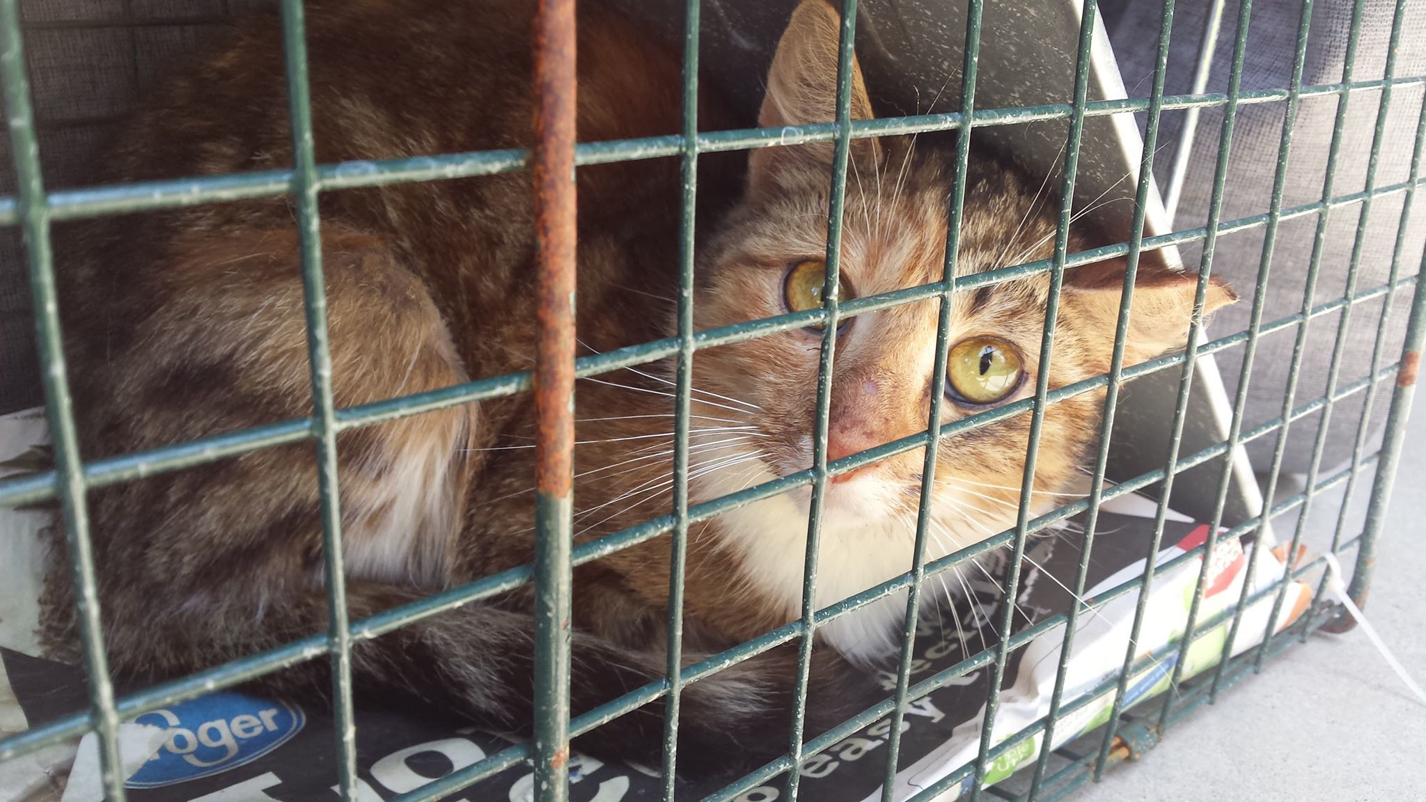 Barn Cats - Assorted colors/temperament, an adoptable Domestic Medium Hair, Domestic Long Hair in Crossville, TN, 38571 | Photo Image 4