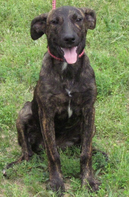 Dog For Adoption Kendell A Mountain Cur Mix In - 