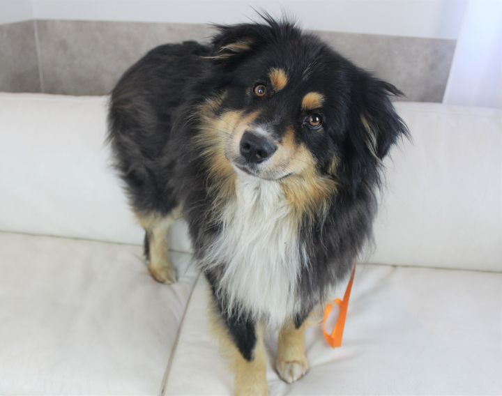 Dog For Adoption Charlie An Australian Shepherd Mix In Oakdale