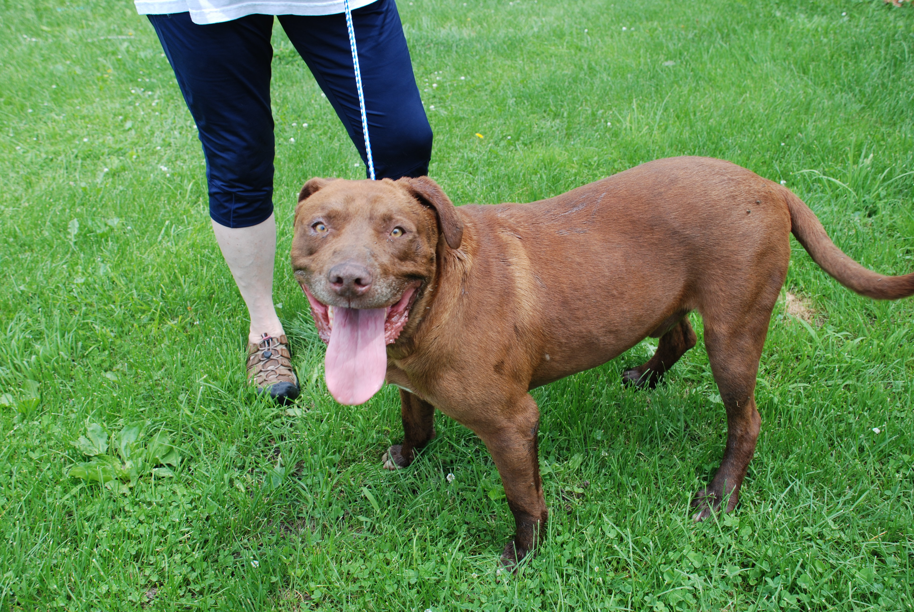 Zeus, an adoptable Pit Bull Terrier in Clarion, IA, 50525 | Photo Image 1