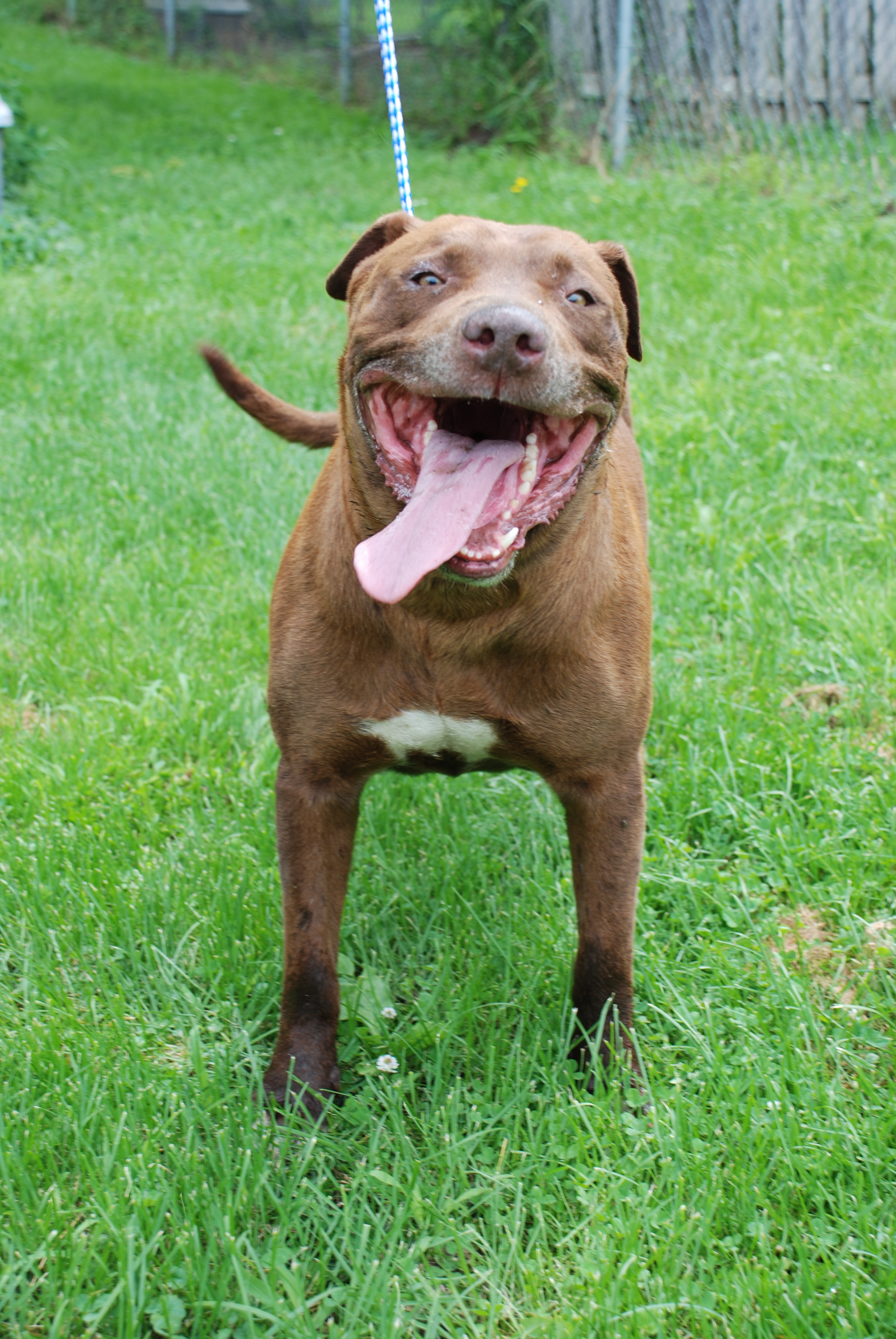 Zeus, an adoptable Pit Bull Terrier in Clarion, IA, 50525 | Photo Image 2