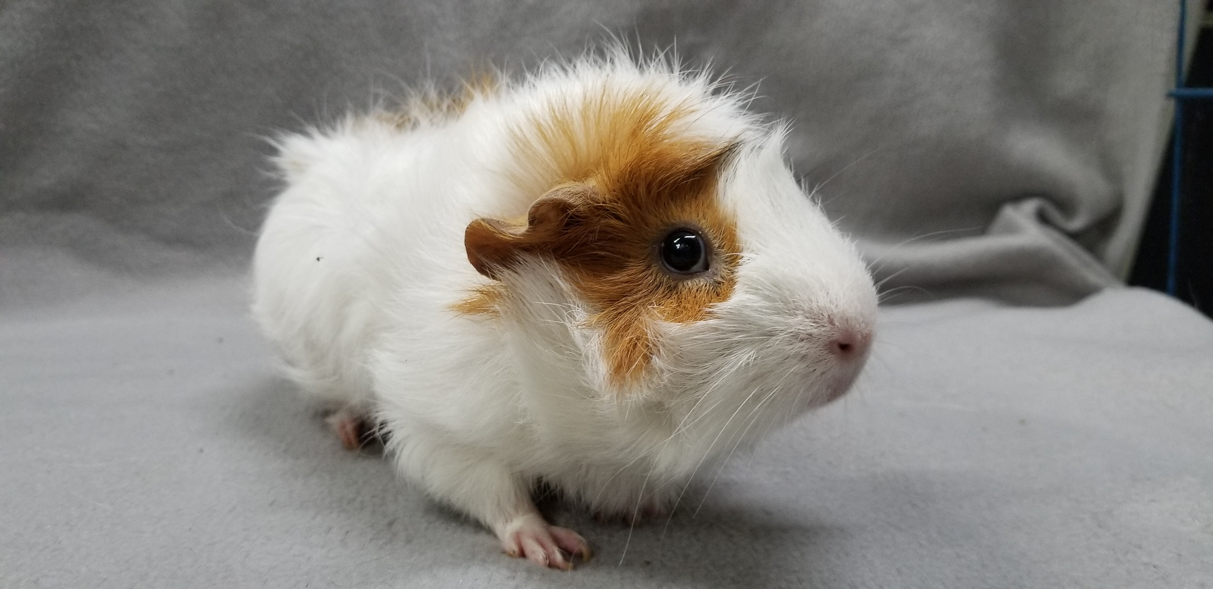 Guinea Pig For Adoption Katie An Abyssinian In Poughkeepsie Ny