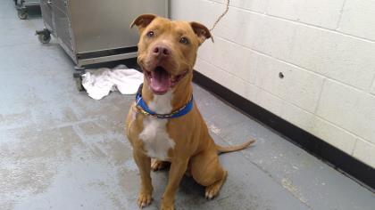 Boscoe, an adoptable American Staffordshire Terrier in Sacramento, CA, 95828 | Photo Image 4