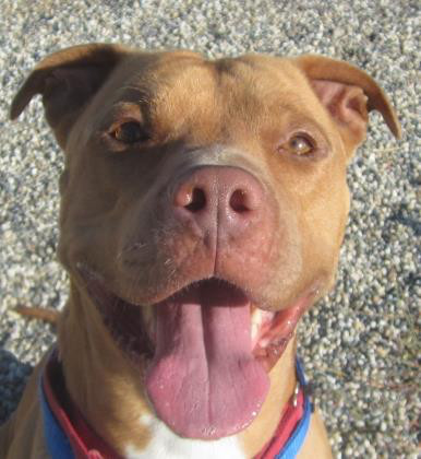 Boscoe, an adoptable American Staffordshire Terrier in Sacramento, CA, 95828 | Photo Image 5