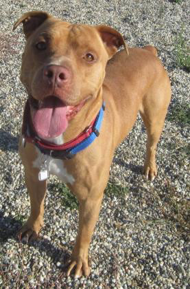 Boscoe, an adoptable American Staffordshire Terrier in Sacramento, CA, 95828 | Photo Image 6