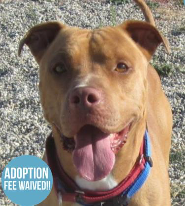 Boscoe, an adoptable American Staffordshire Terrier in Sacramento, CA, 95828 | Photo Image 7