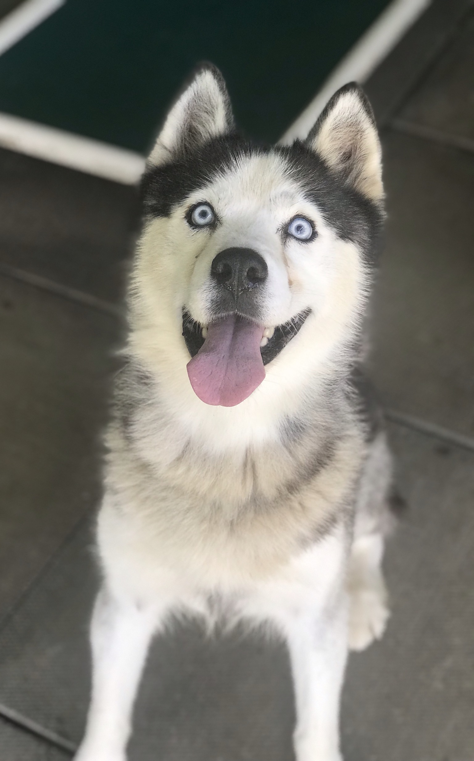 Hershey, an adoptable Siberian Husky in Greensburg, PA, 15601 | Photo Image 1