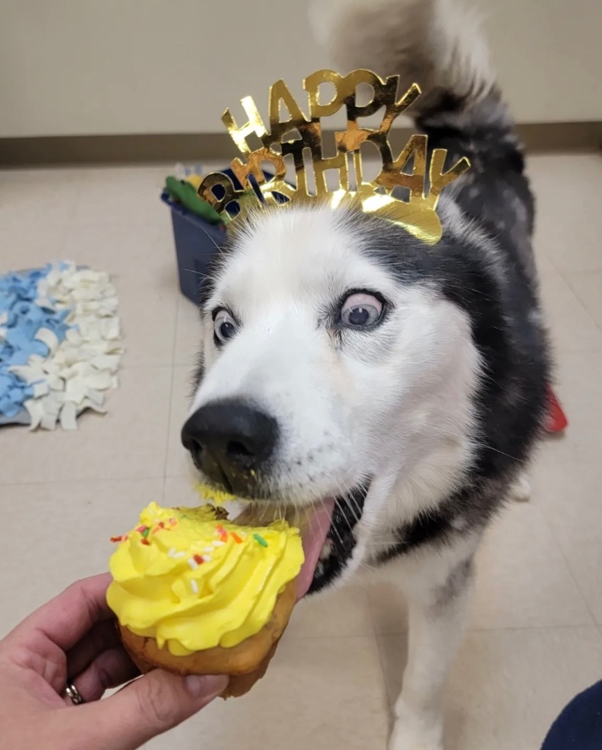 Hershey, an adoptable Siberian Husky in Greensburg, PA, 15601 | Photo Image 2