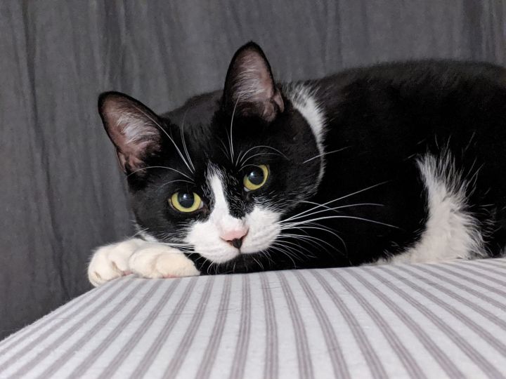 Eclipse, an adopted Domestic Short Hair in Montreal, QC_image-3