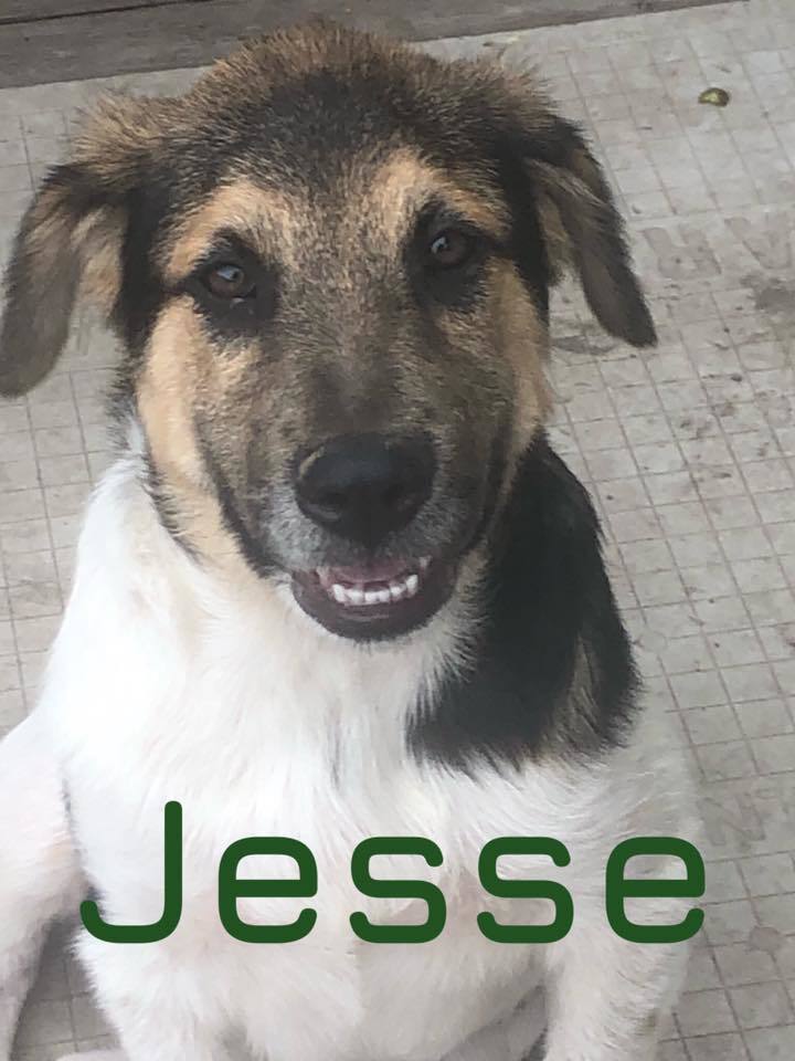 Jesse 1