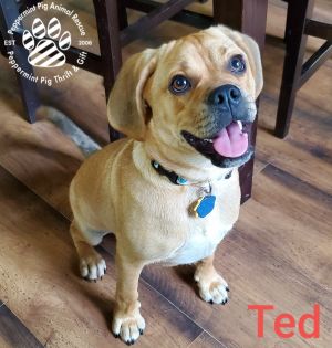 Ted ADOPTION PENDING