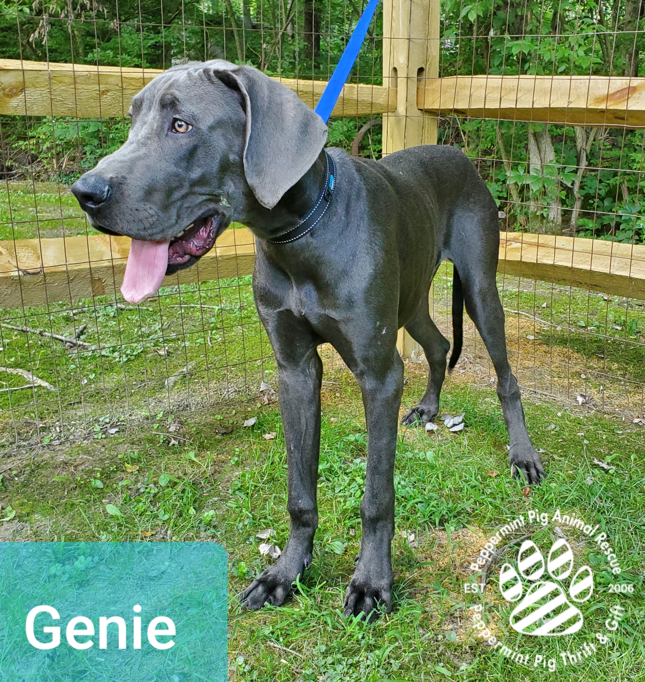 Genie Adoption Pending detail page