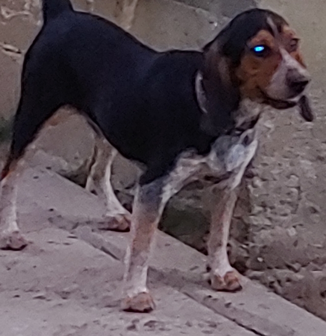 Flash, an adoptable Beagle in Brewton, AL, 36426 | Photo Image 1