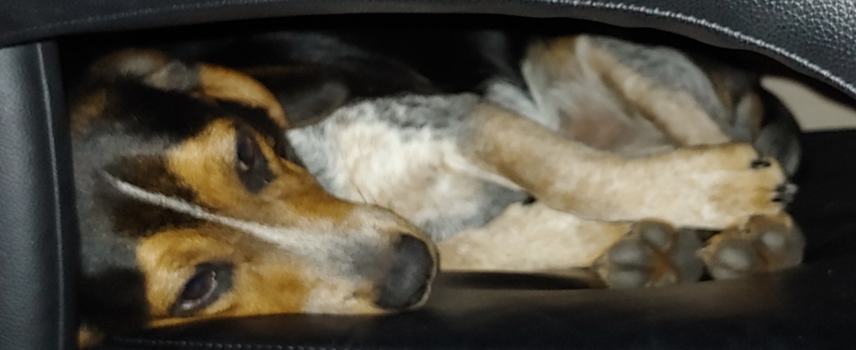 Flash, an adoptable Beagle in Brewton, AL, 36426 | Photo Image 3