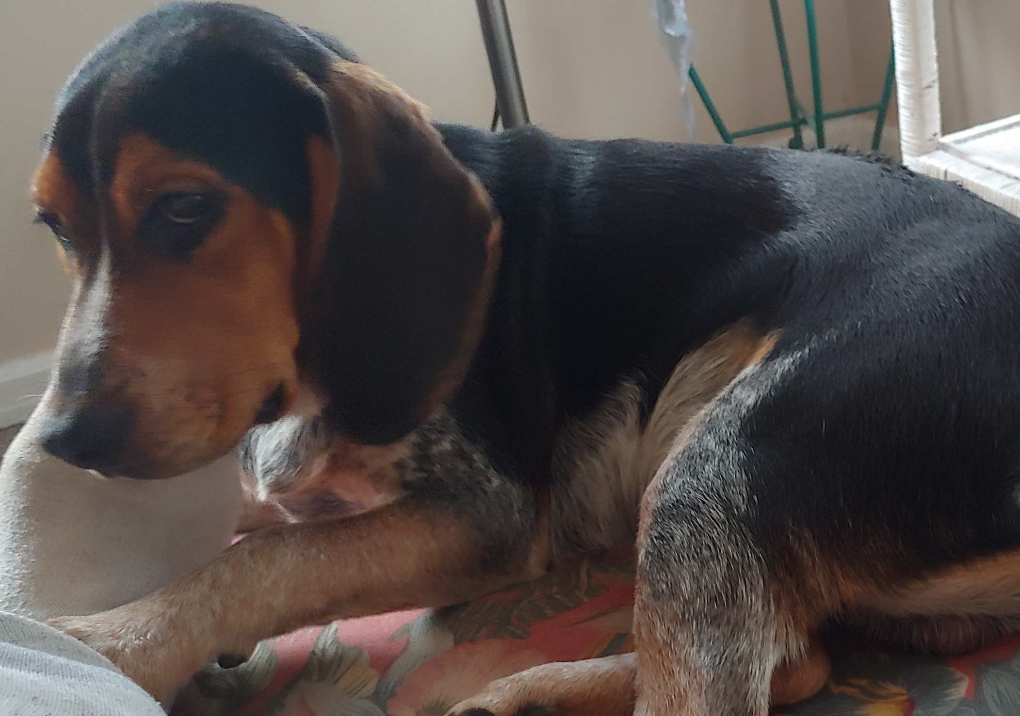 Flash, an adoptable Beagle in Brewton, AL, 36426 | Photo Image 4