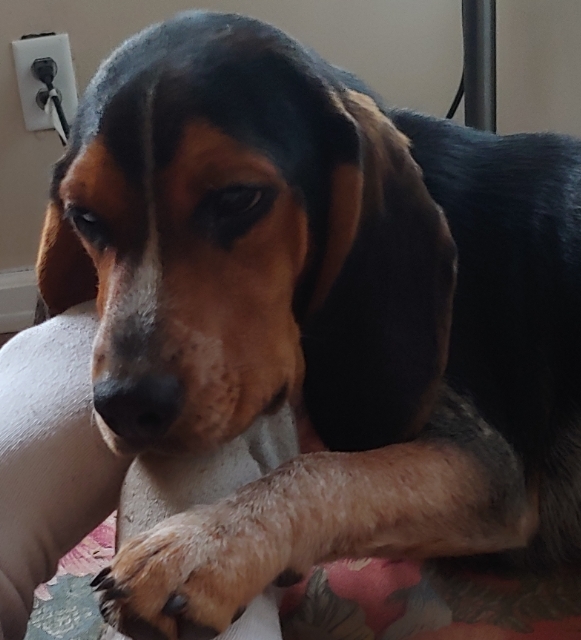 Flash, an adoptable Beagle in Brewton, AL, 36426 | Photo Image 5