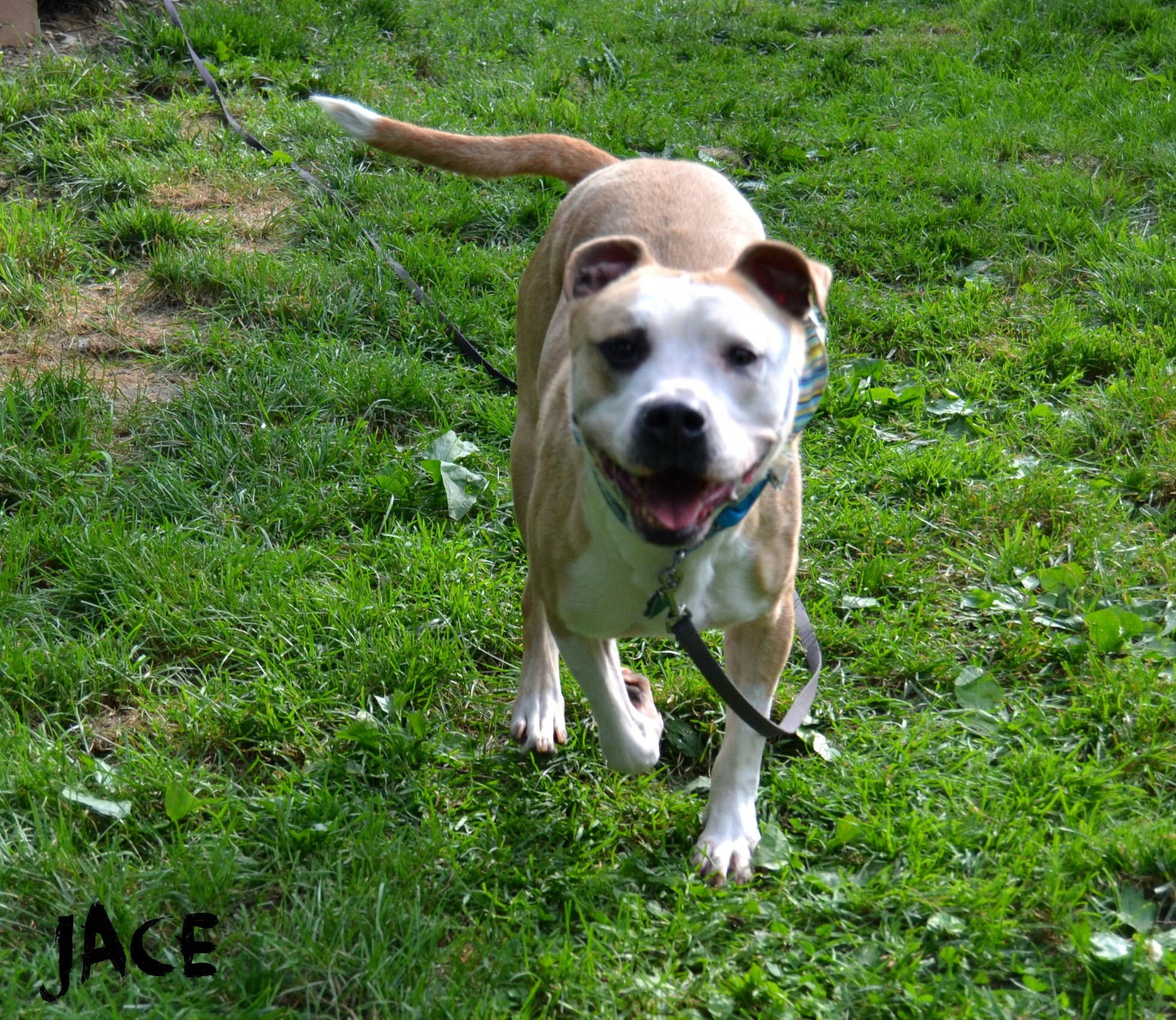 Jace, an adoptable Boxer, Terrier in Covington, KY, 41015 | Photo Image 2