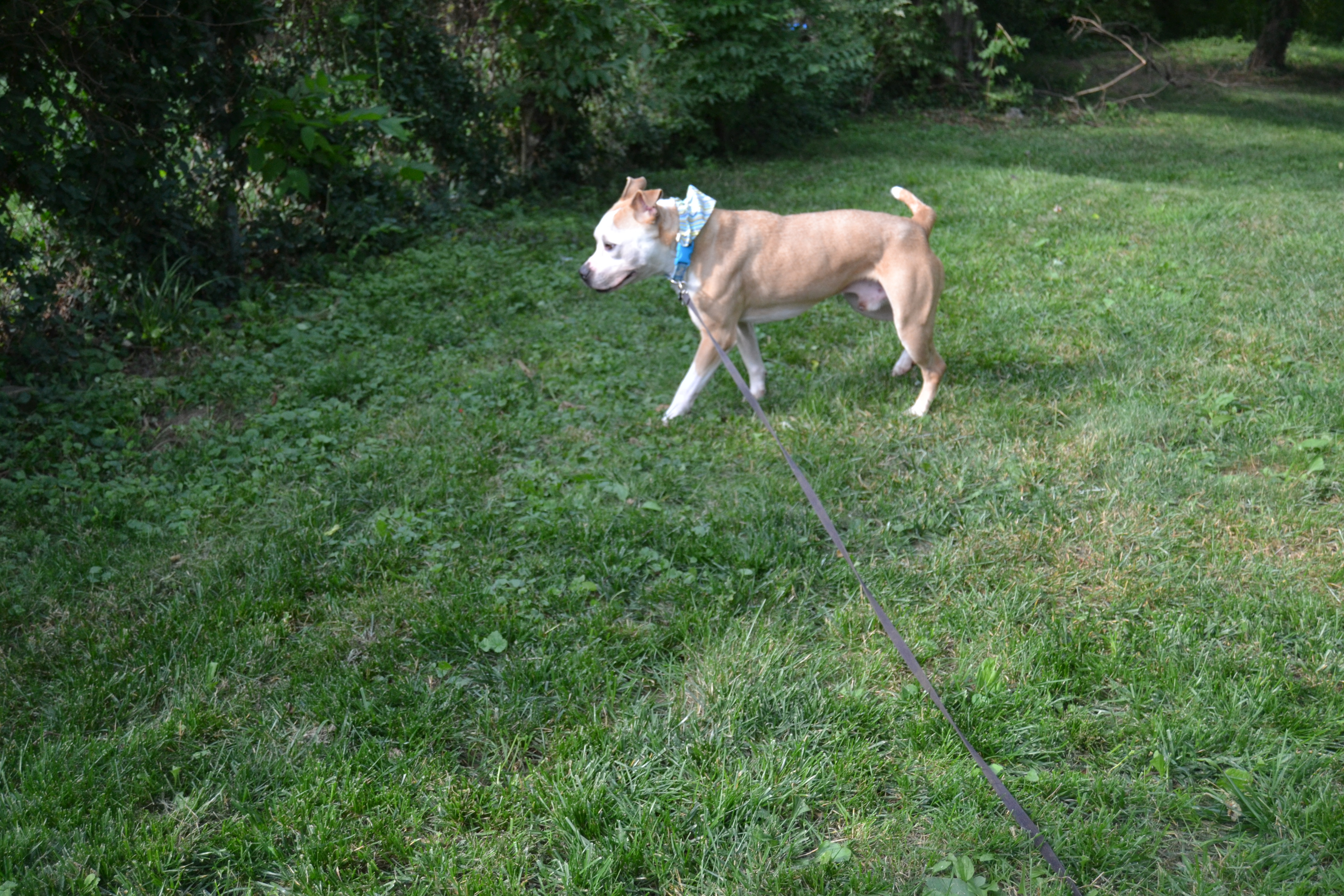 Jace, an adoptable Boxer, Terrier in Covington, KY, 41015 | Photo Image 3