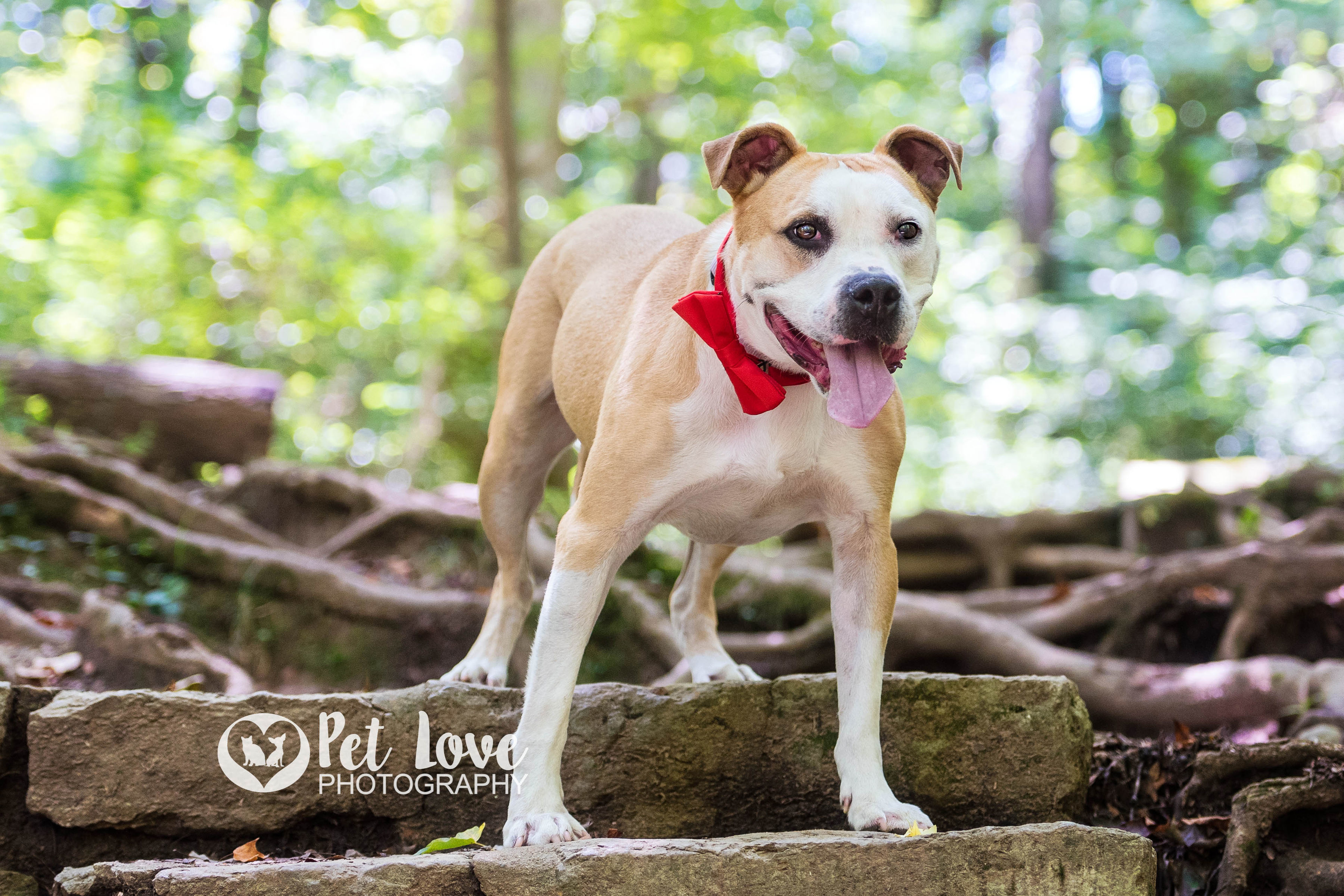 Jace, an adoptable Boxer, Terrier in Covington, KY, 41015 | Photo Image 4