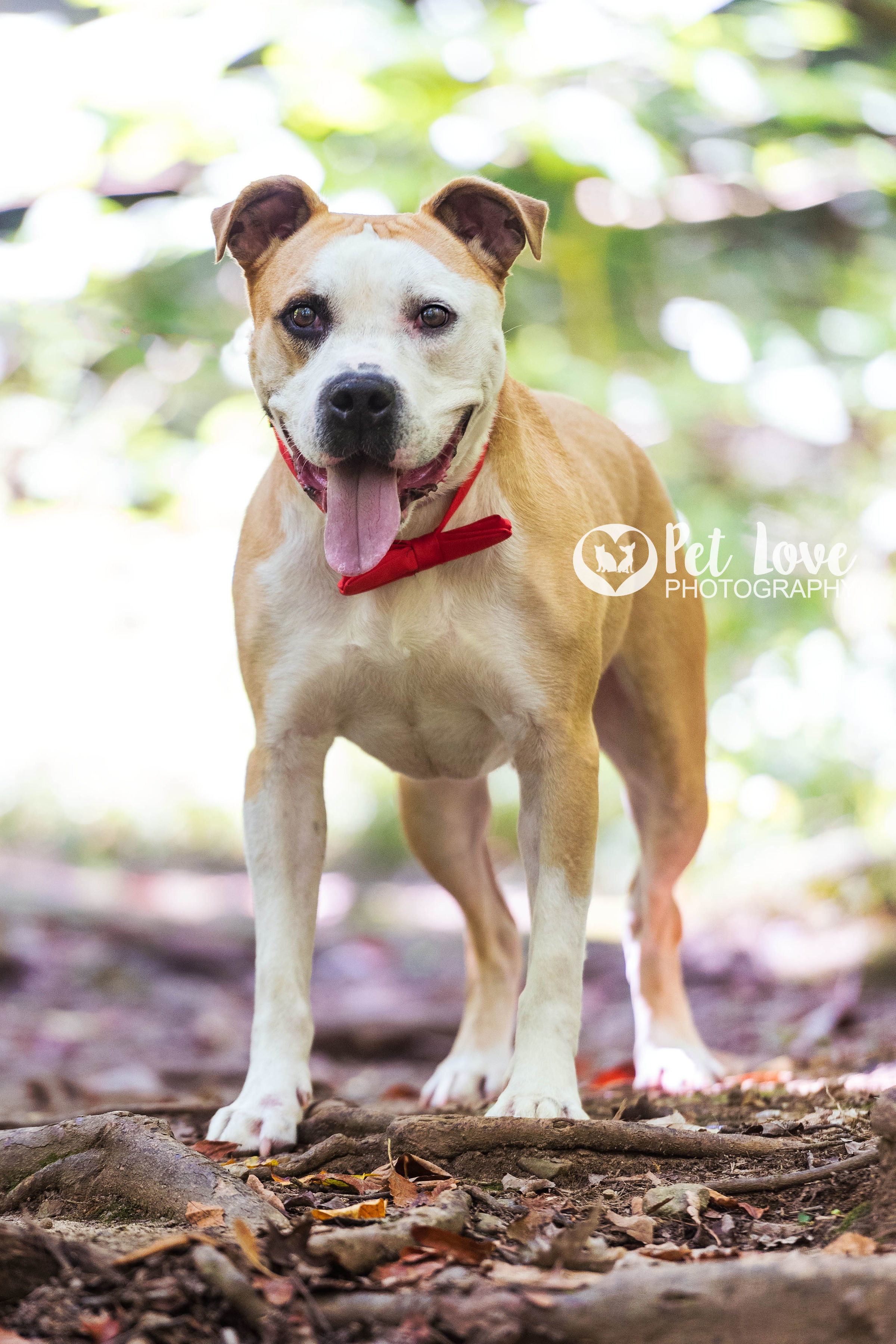 Jace, an adoptable Boxer, Terrier in Covington, KY, 41015 | Photo Image 5