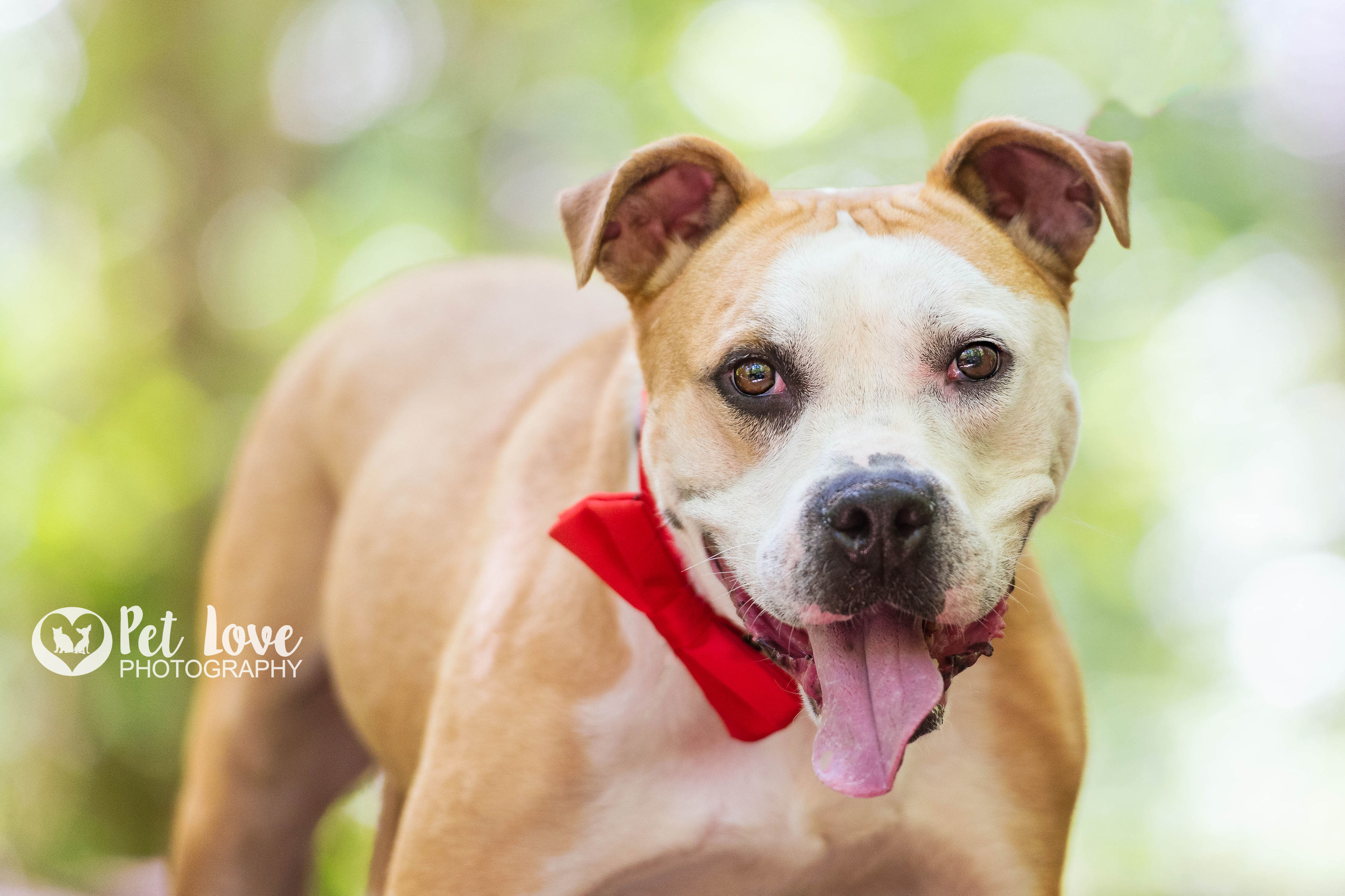 Jace, an adoptable Boxer, Terrier in Covington, KY, 41015 | Photo Image 1