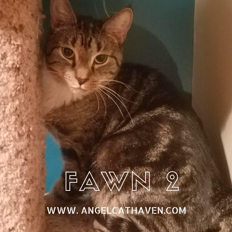 Fawn 2, an adoptable Domestic Short Hair in Plainville, MA, 02762 | Photo Image 1