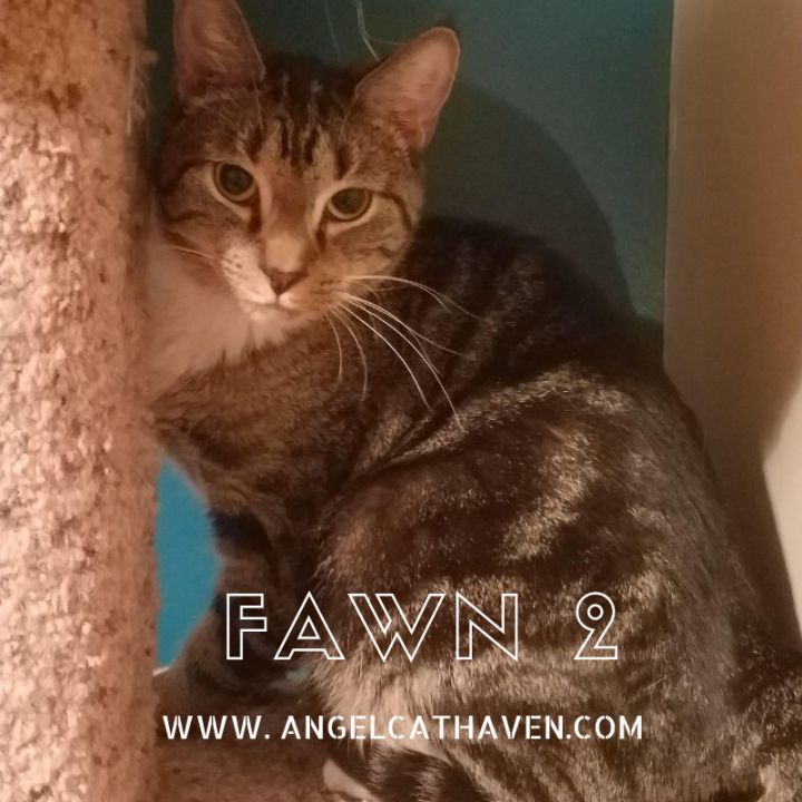 Fawn 2, an adoptable Domestic Short Hair in Plainville, MA_image-1