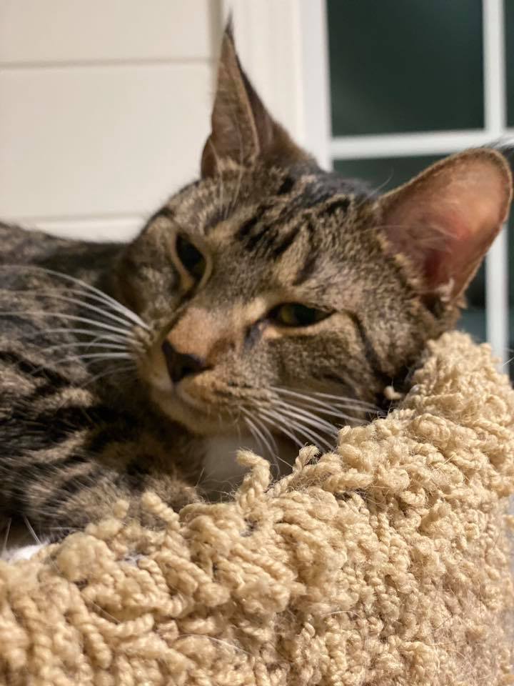 Fawn 2, an adoptable Domestic Short Hair in Plainville, MA, 02762 | Photo Image 6