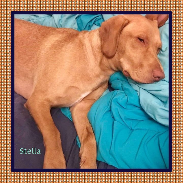 Stella 4