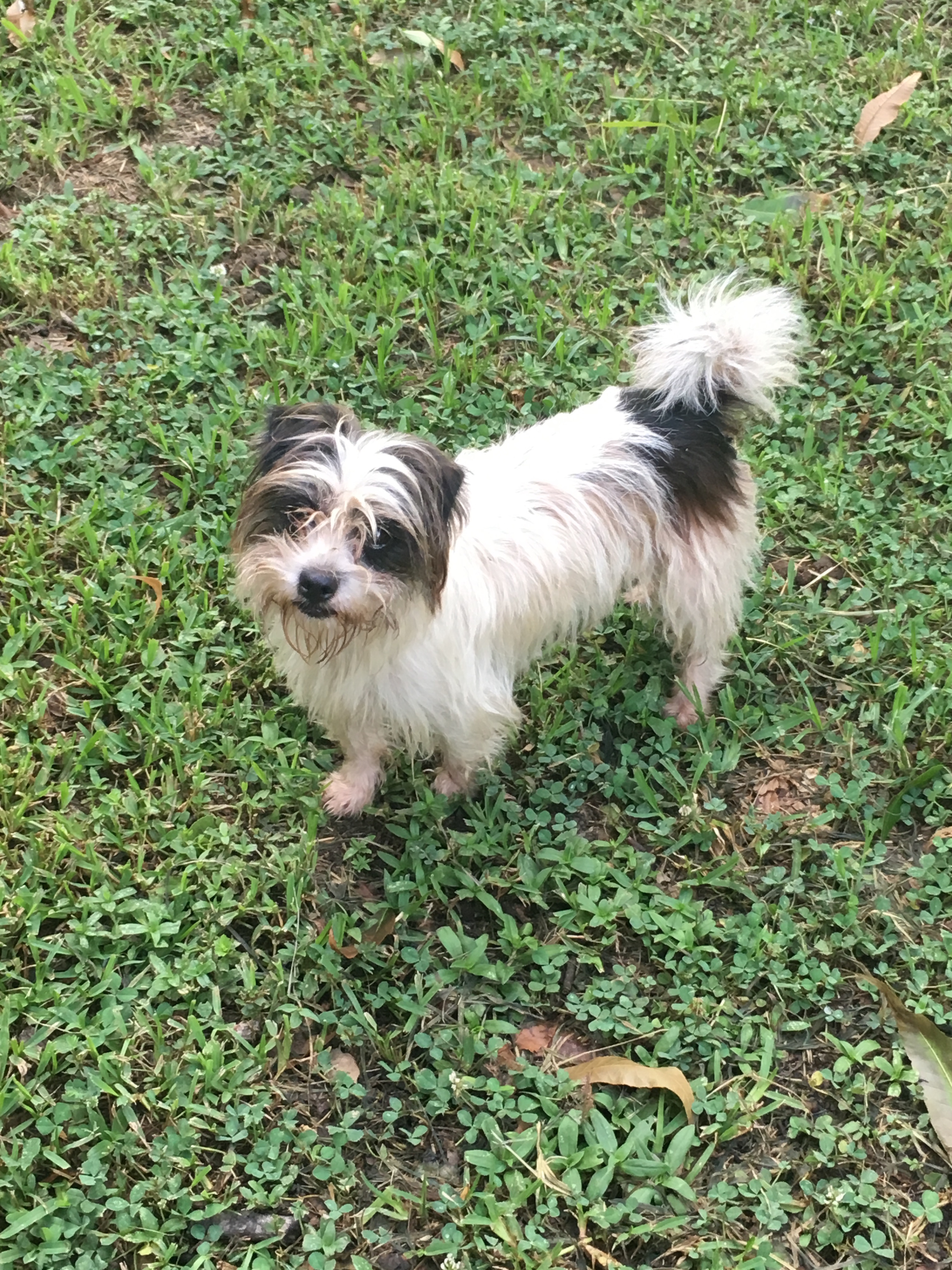 Dog for adoption - Debo, a Yorkshire Terrier & Shih Tzu Mix Baton Rouge, LA | Petfinder