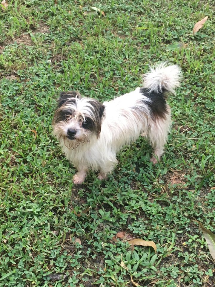 black shih tzu yorkie mix