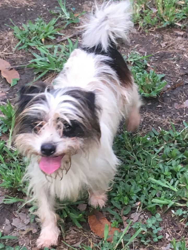 black shih tzu yorkie mix