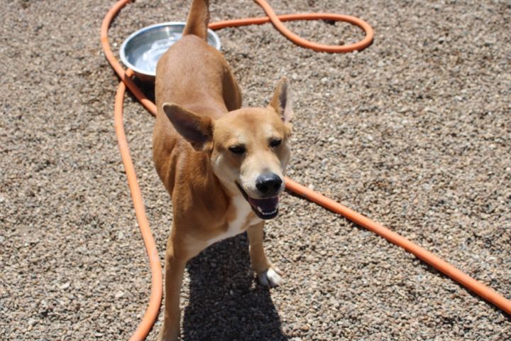 Dog For Adoption Amy A Shiba Inu Mix In Warrenton Mo