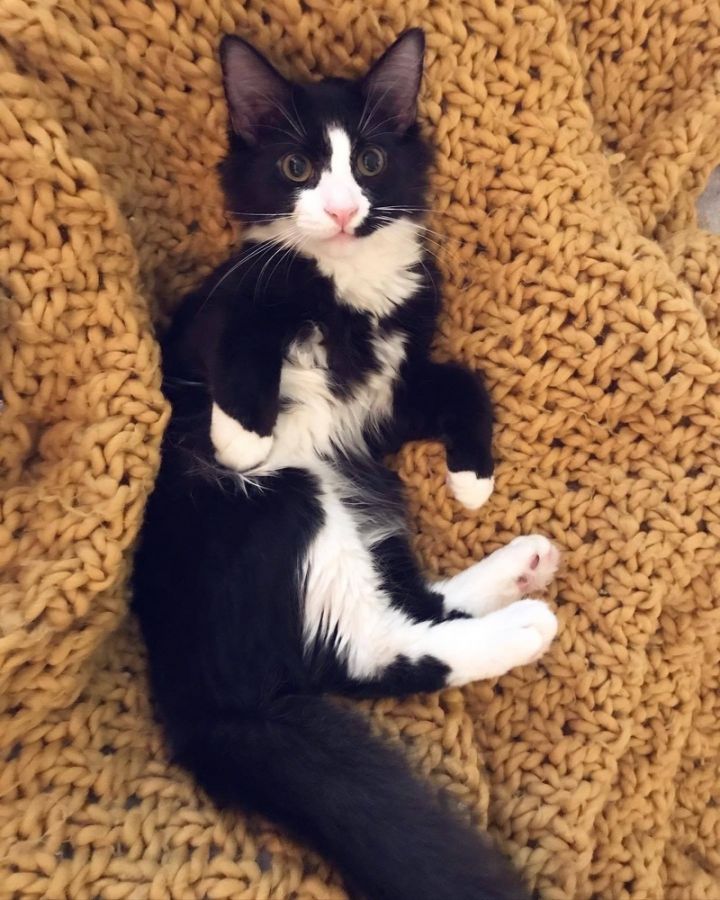Cat For Adoption Ortley Meet Me At Petsmart Delran A Maine Coon