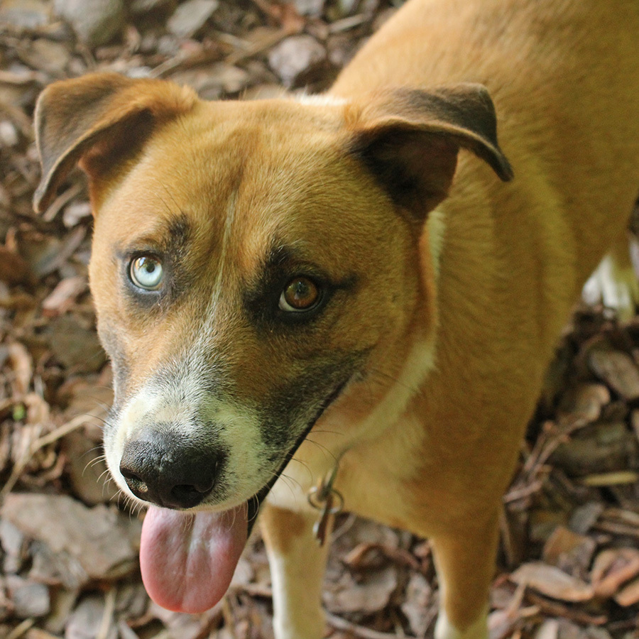 Chico, an adoptable Mixed Breed in Mc Cormick, SC, 29835 | Photo Image 2