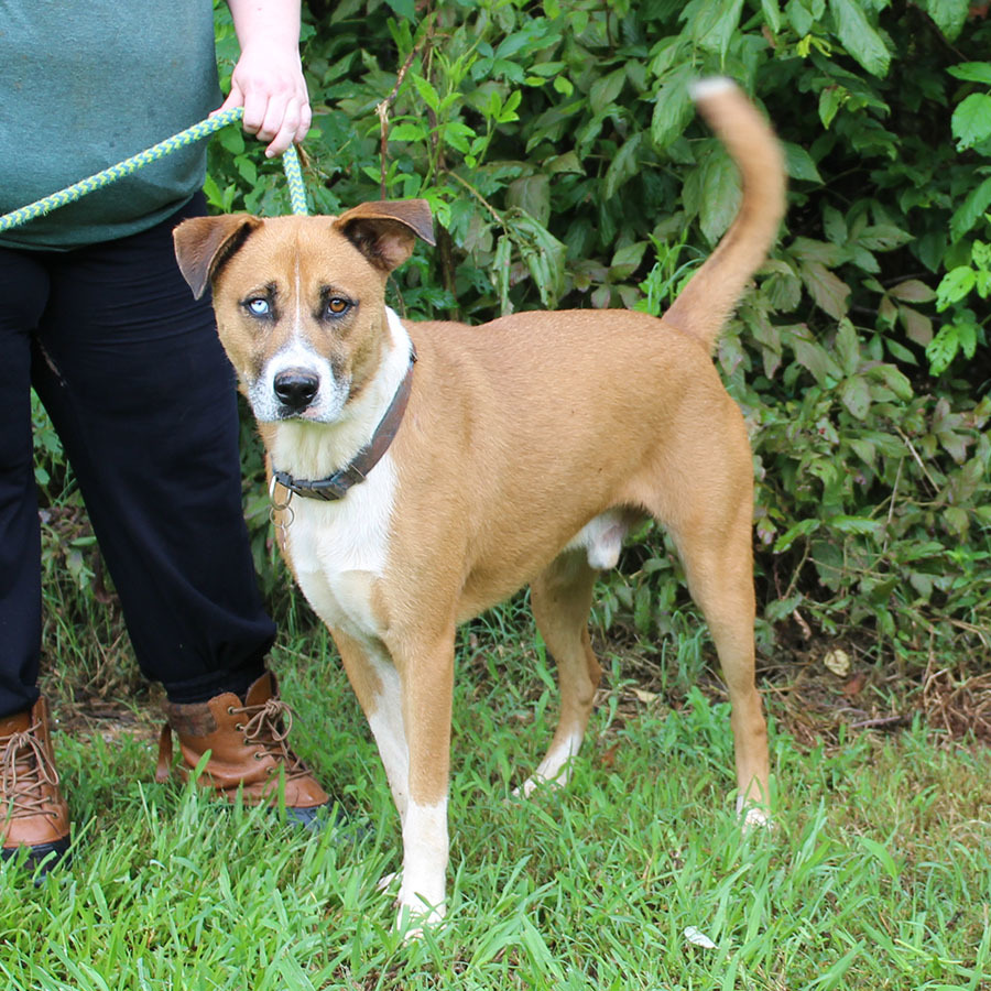 Chico, an adoptable Mixed Breed in Mc Cormick, SC, 29835 | Photo Image 5