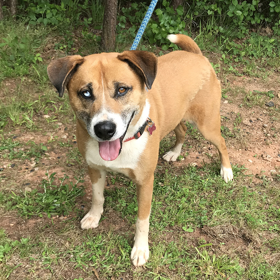 Chico, an adoptable Mixed Breed in Mc Cormick, SC, 29835 | Photo Image 1