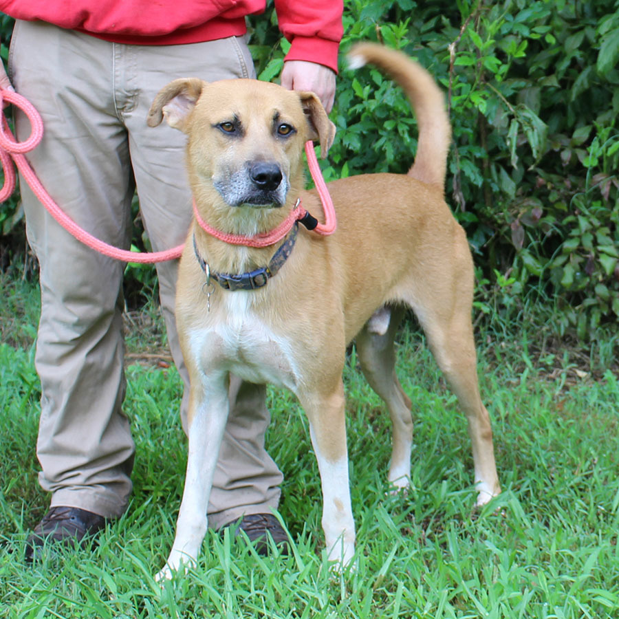 Rico, an adoptable Mixed Breed in Mc Cormick, SC, 29835 | Photo Image 5