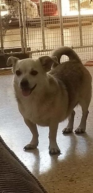 . Faith PR Corgi .