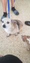 . Faith PR Corgi .