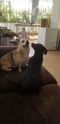 . Faith PR Corgi .