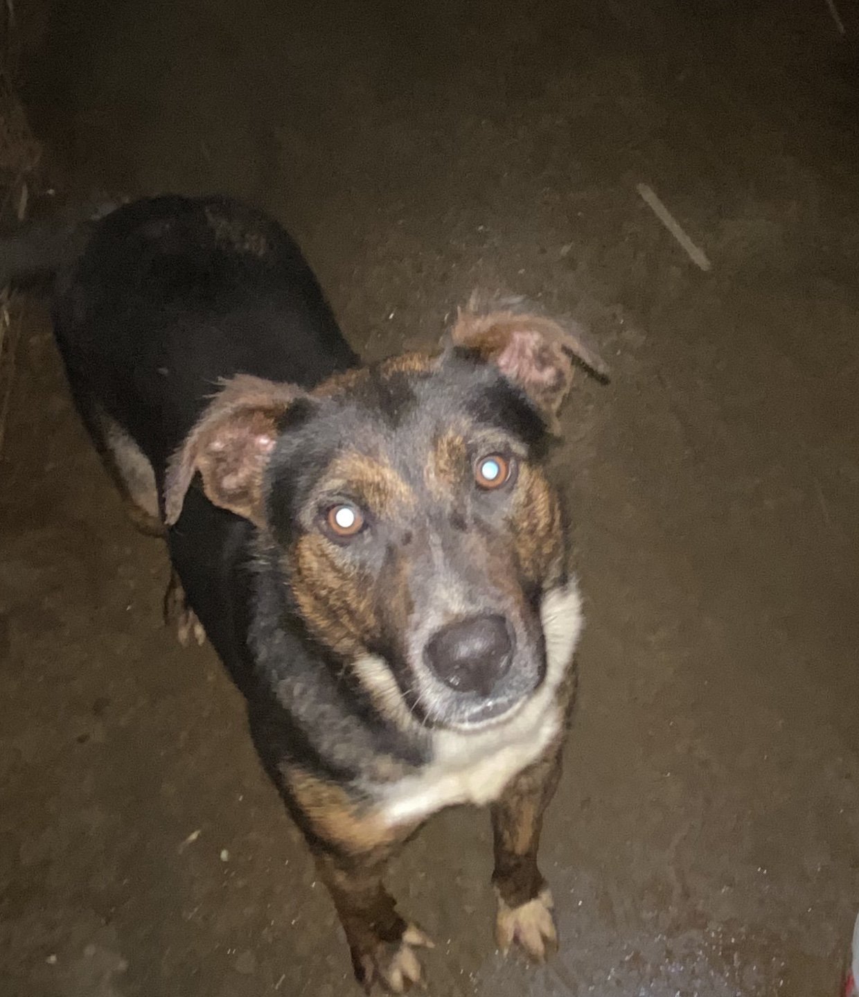 Monkey, an adoptable Australian Shepherd, Catahoula Leopard Dog in Parker, KS, 66072 | Photo Image 1