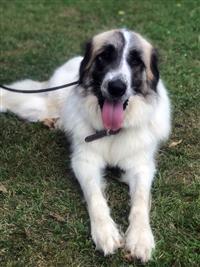 Optimus Prime, an adoptable Great Pyrenees in Fairfax, VA, 22030 | Photo Image 1