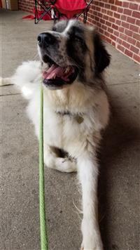 Optimus Prime, an adoptable Great Pyrenees in Fairfax, VA, 22030 | Photo Image 2