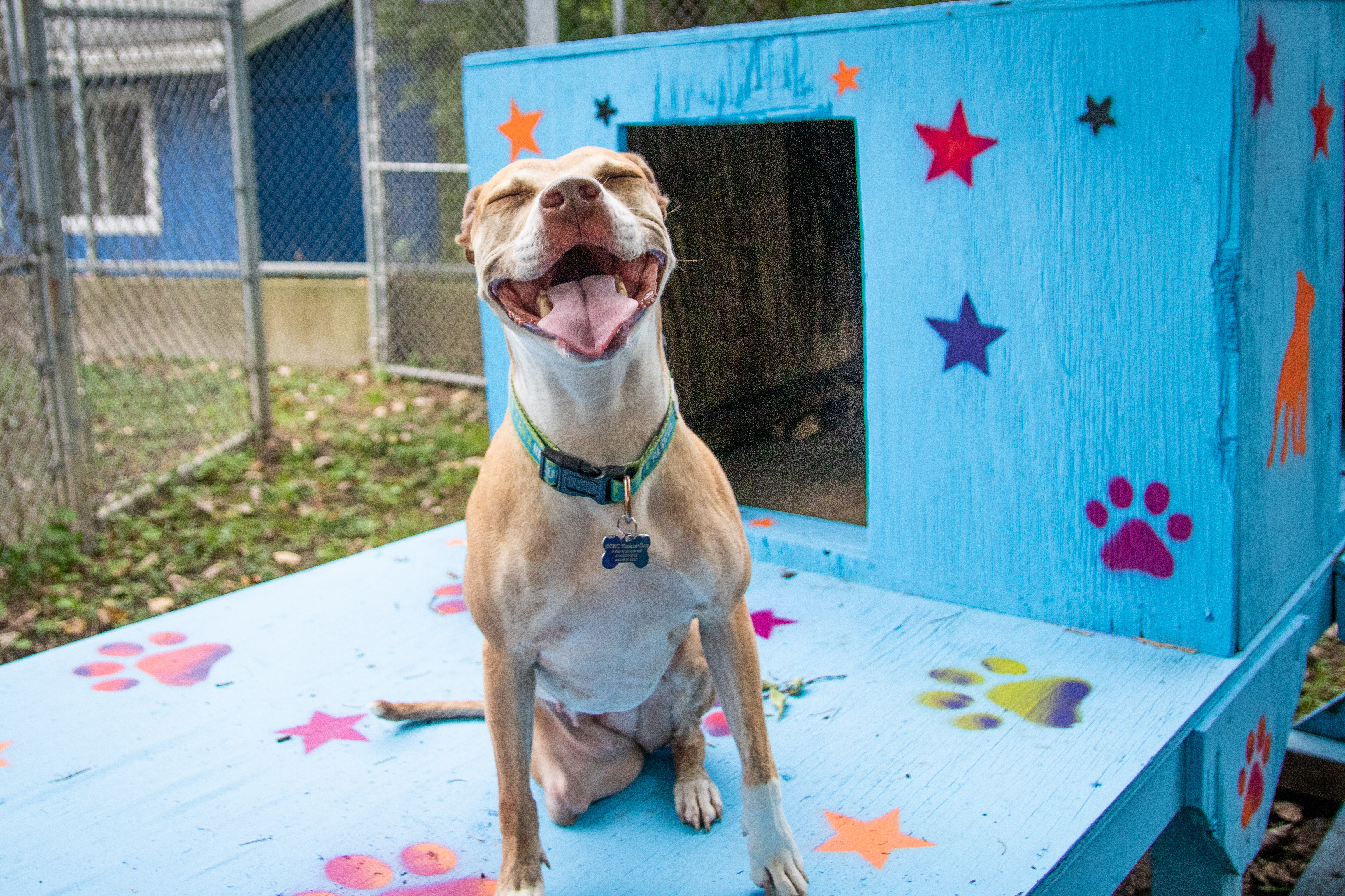 Amelia the wonderful Tripod! (With Video!), an adoptable Pit Bull Terrier, American Staffordshire Terrier in Milwaukee, WI, 53218 | Photo Image 2